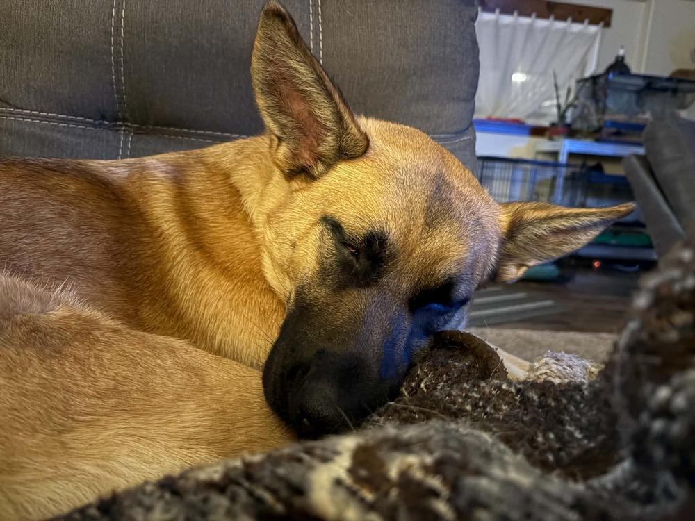 Enlarge Bettina, a Adoptable mixed breed in Fredonia, WI image 3/5