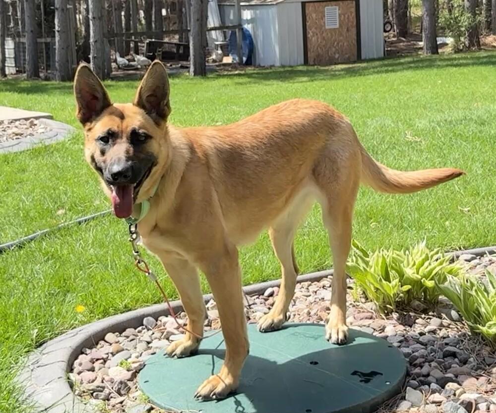Bettina, a Adoptable mixed breed in Fredonia, WI image 2/3