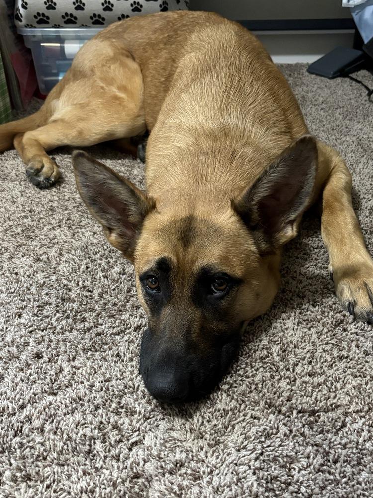 Bettina, a Adoptable mixed breed in Fredonia, WI image 3/3