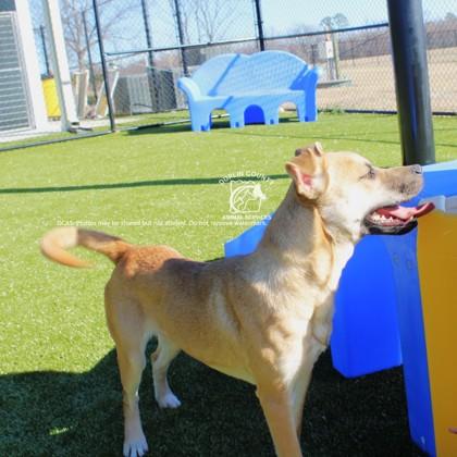 KYLARA, Adoptable, Young Female Mixed Breed & Mixed Breed.