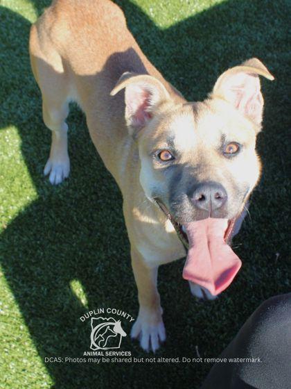 Enlarge KYLARA, a Adoptable mixed breed in Kenansville, NC image 2/3