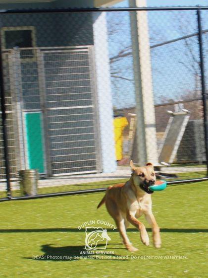 Enlarge KYLARA, a Adoptable mixed breed in Kenansville, NC image 3/3