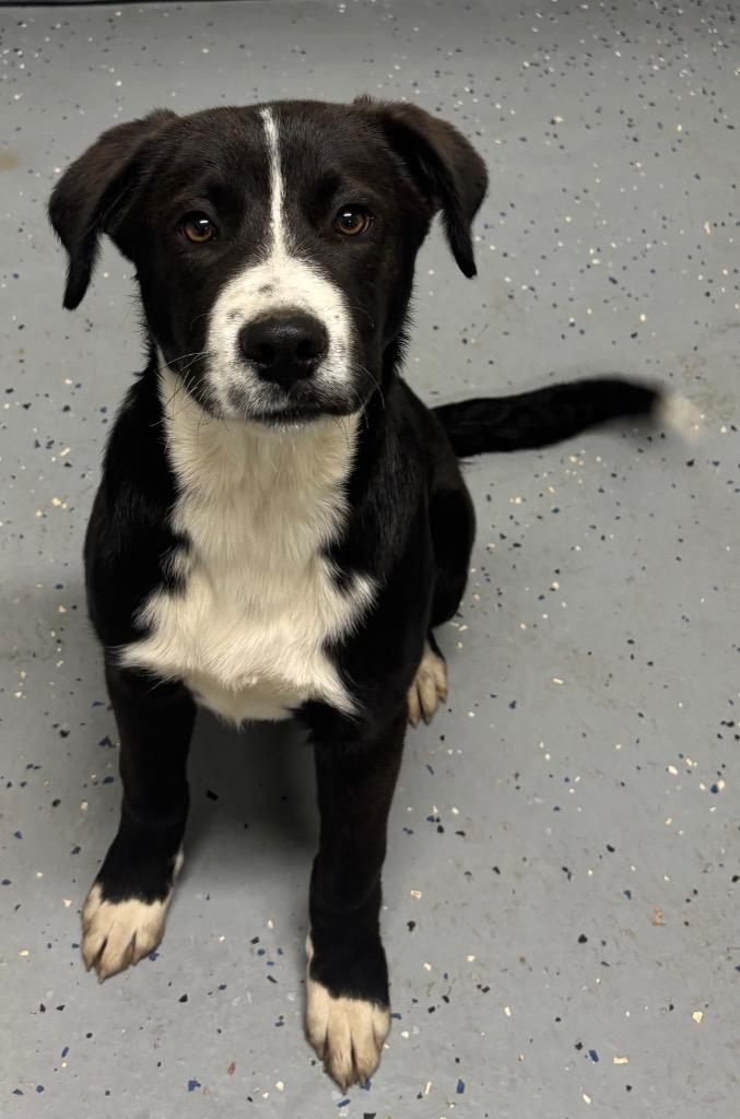 Eli, Adoptable, Puppy Male Labrador Retriever & Mixed Breed.