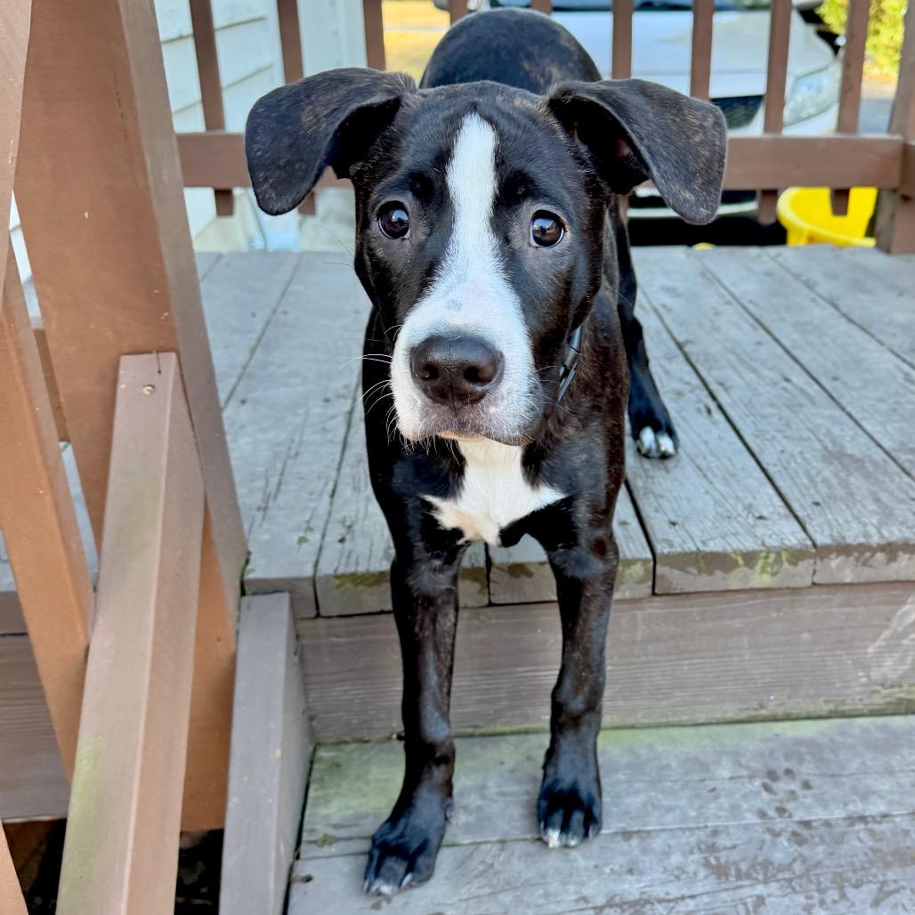 Enlarge Steve, a Adoptable mixed breed in Chantilly, VA image 1/6