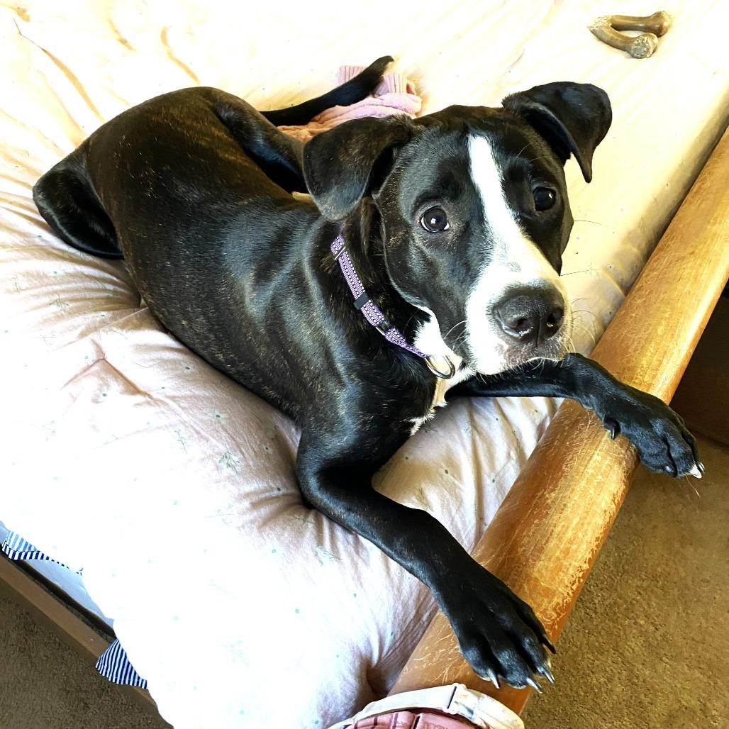 Steve, a Adoptable mixed breed in Chantilly, VA image 1/6