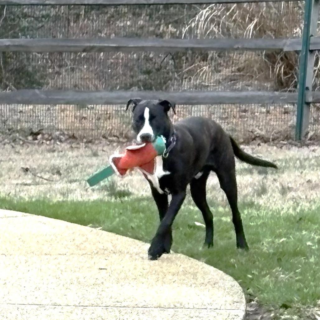 Enlarge Steve, a Adoptable mixed breed in Chantilly, VA image 2/6