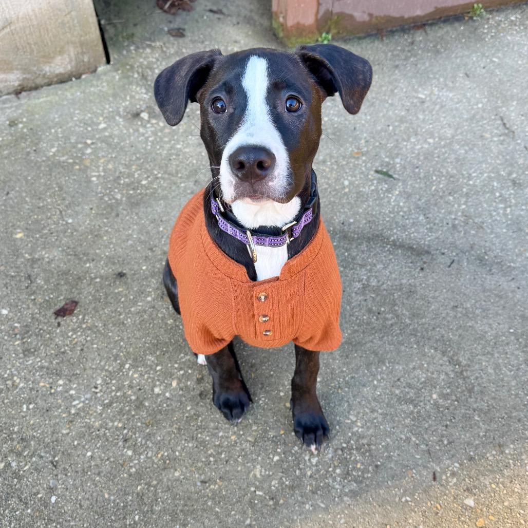Steve, Adoptable, Young Male Great Dane & Pit Bull Terrier.