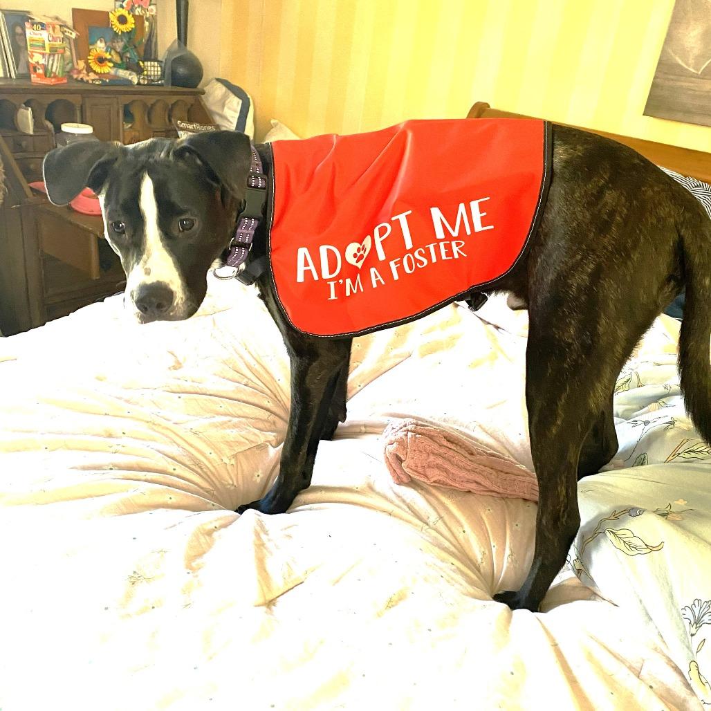 Enlarge Steve, a Adoptable mixed breed in Chantilly, VA image 4/6