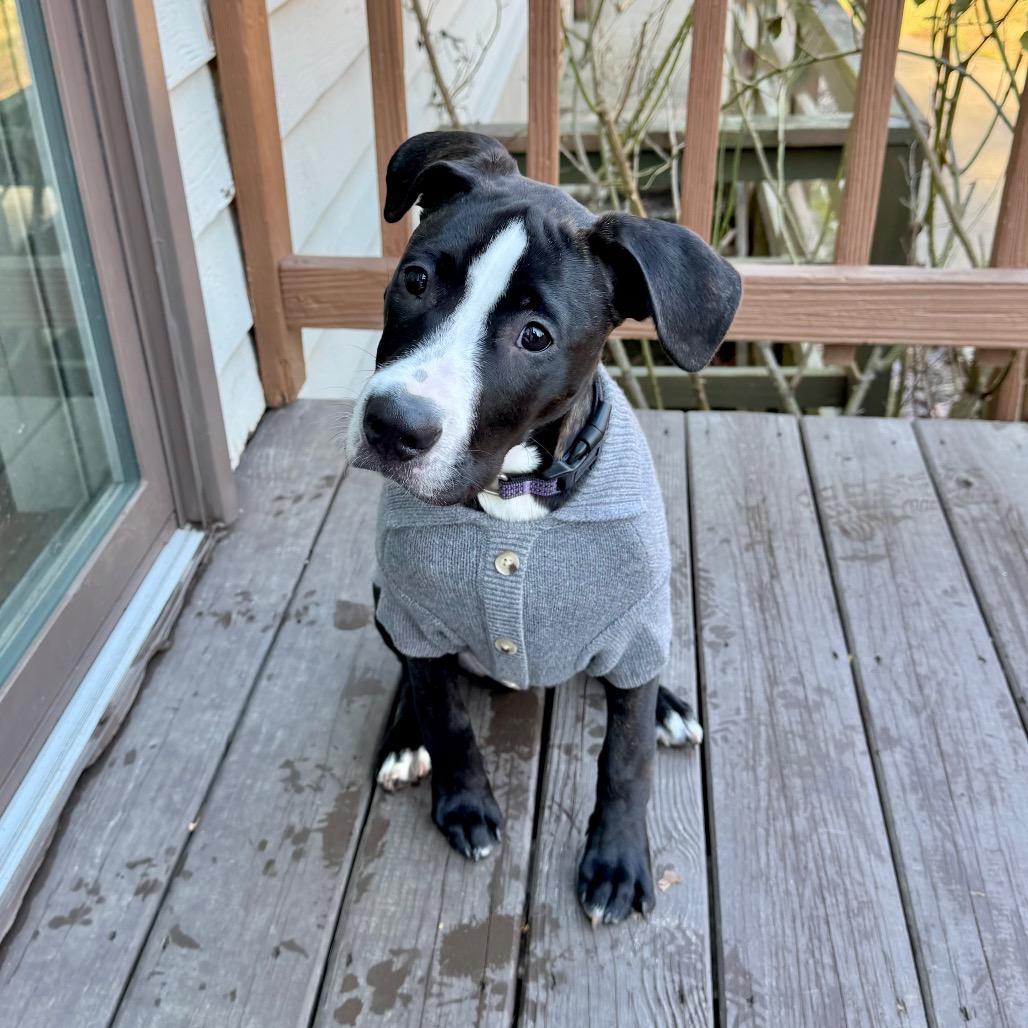 Enlarge Steve, a Adoptable mixed breed in Chantilly, VA image 4/6