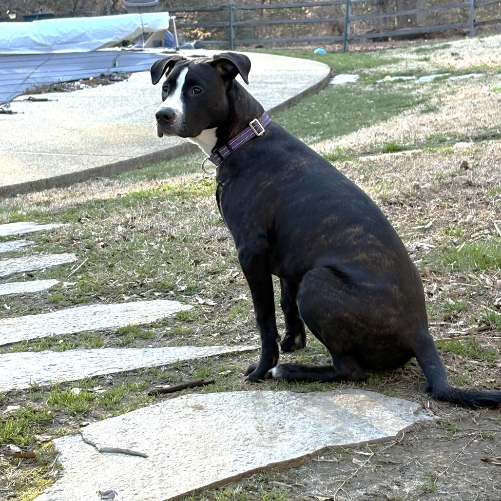 Enlarge Steve, a Adoptable mixed breed in Chantilly, VA image 5/6
