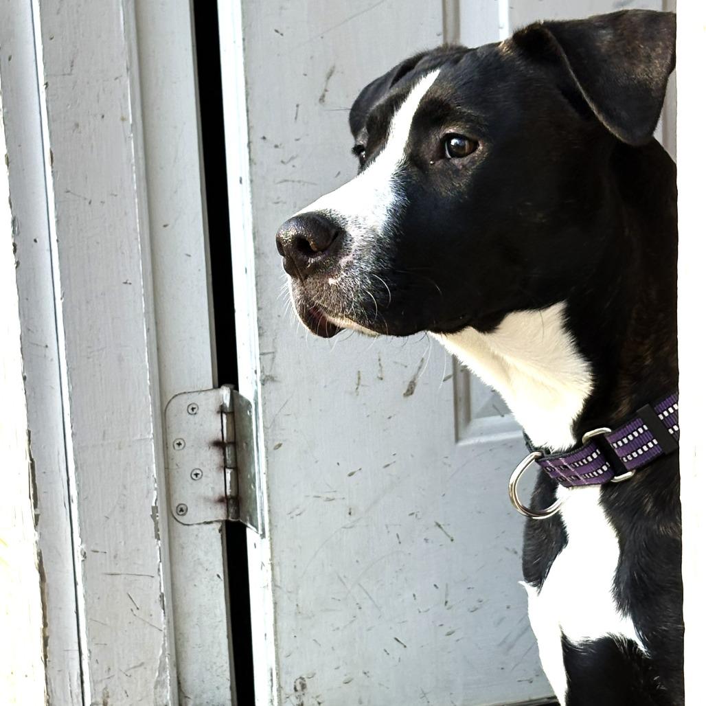 Enlarge Steve, a Adoptable mixed breed in Chantilly, VA image 6/6