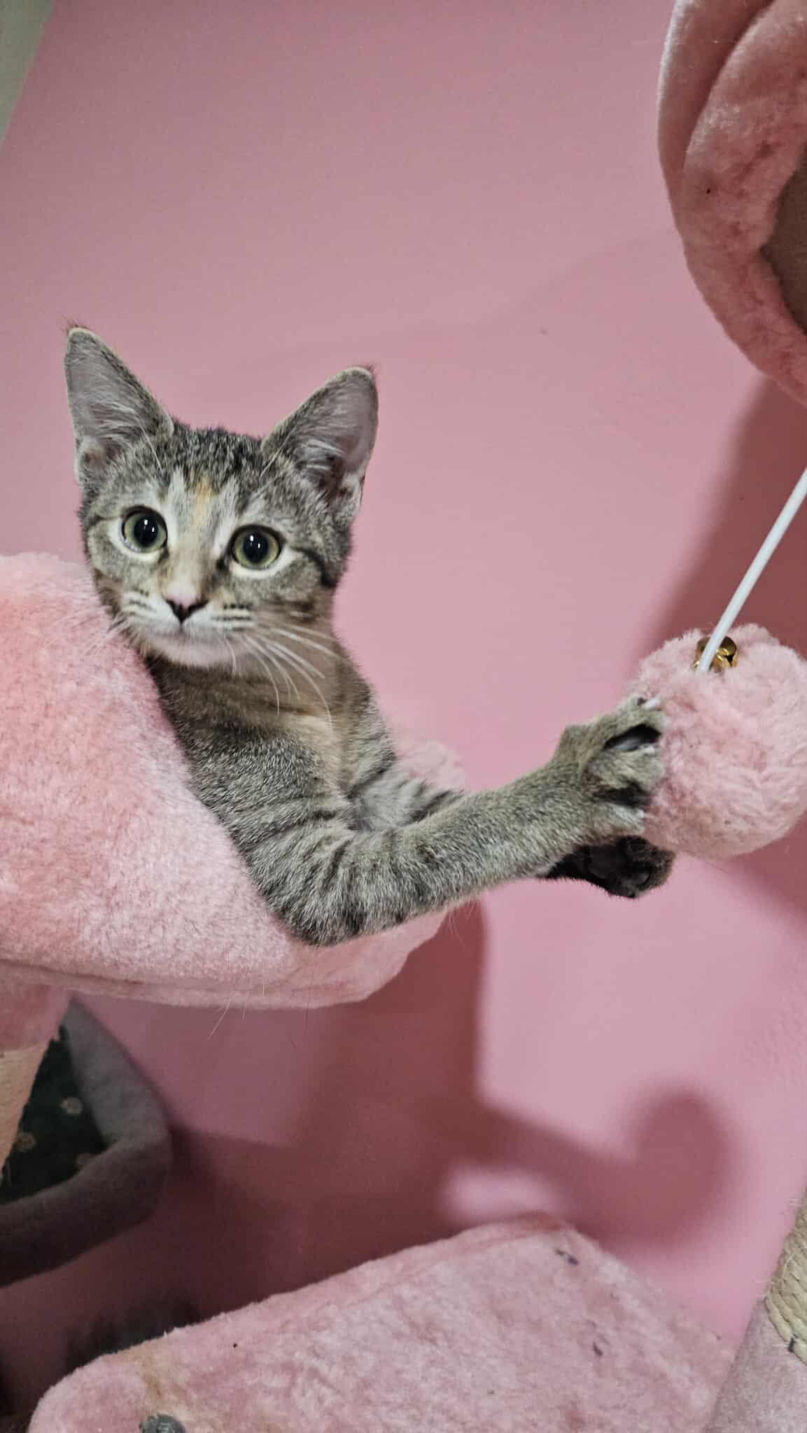 Enlarge Devil In Disguise, a Adoptable American Shorthair in Granite Shoals, TX image 1/1