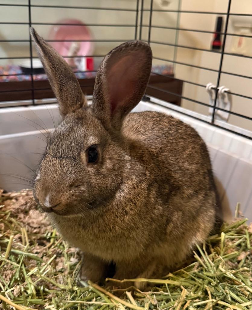 Enlarge Nutmeg, a Adoptable American in Pomona, NY image 1/1