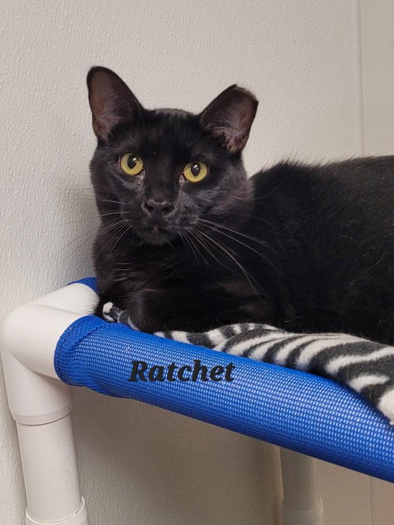 Ratchet, a Adoptable mixed breed in Cedar Rapids, IA image 1/4