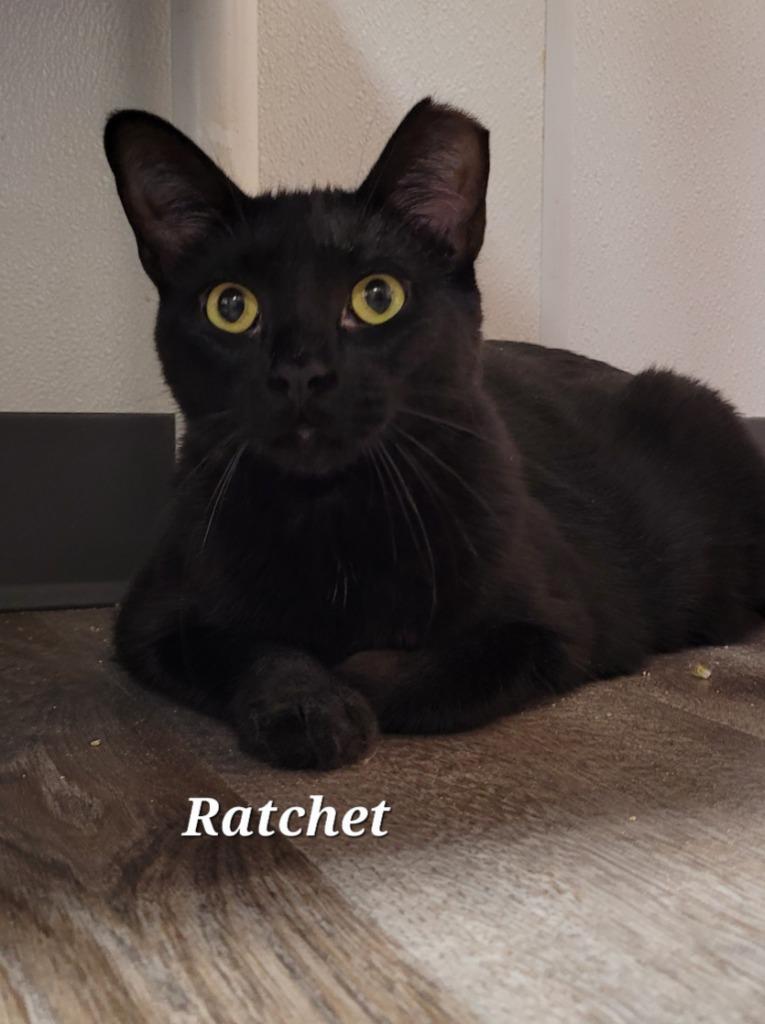 Enlarge Ratchet, a Adoptable mixed breed in Cedar Rapids, IA image 2/4