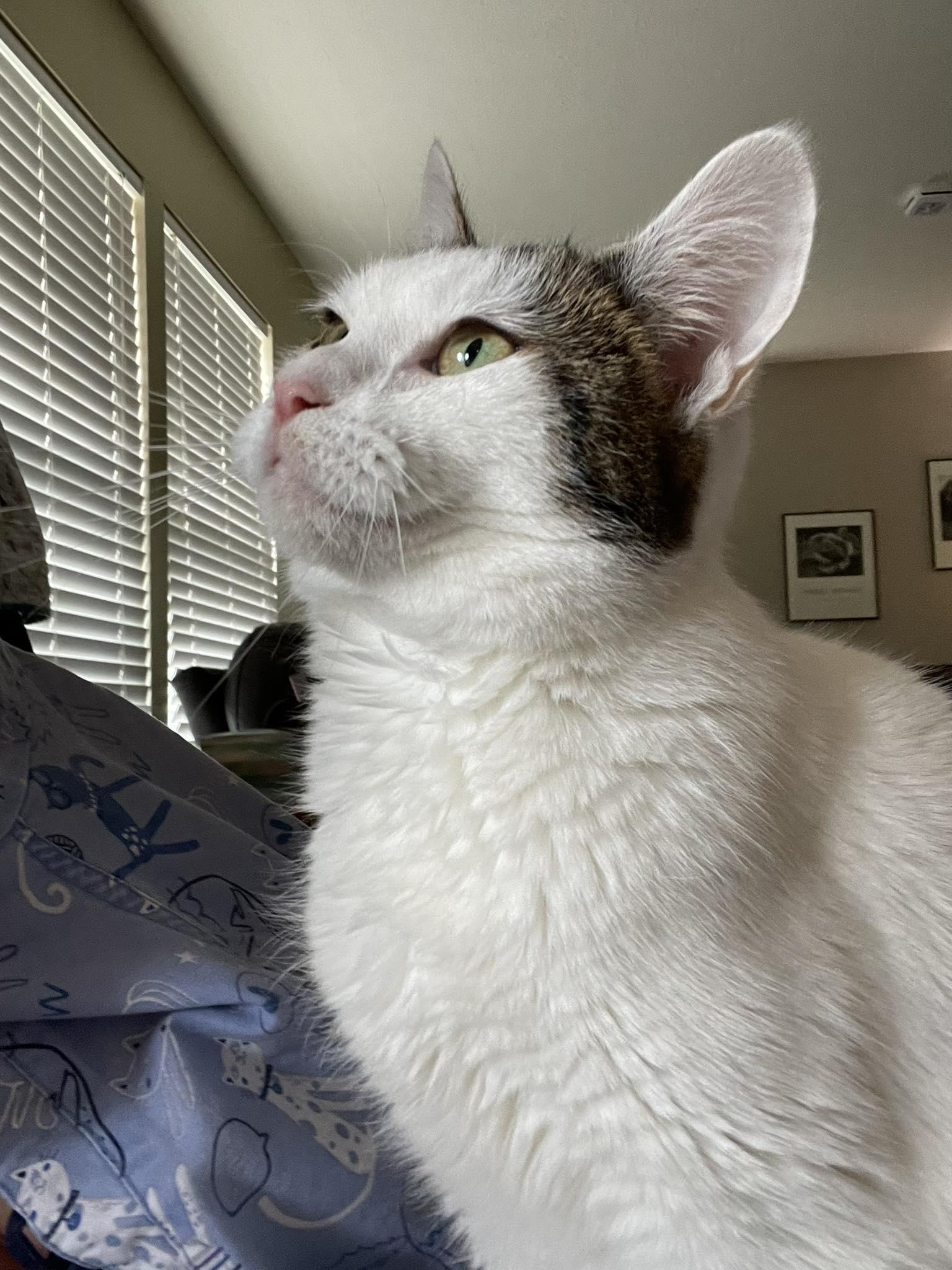 Enlarge Zuri, a Adoptable Domestic Short Hair in Greenfield, IN image 1/3