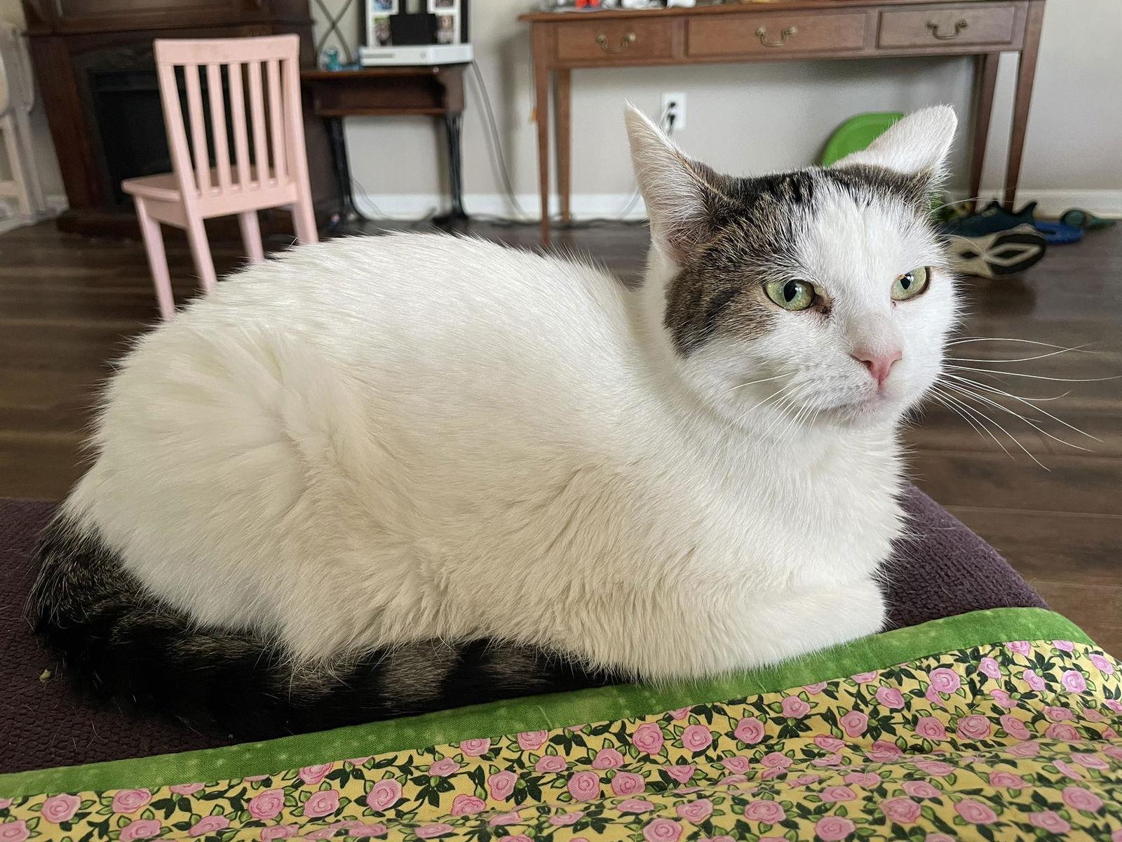 Enlarge Zuri, a Adoptable Domestic Short Hair in Greenfield, IN image 2/3