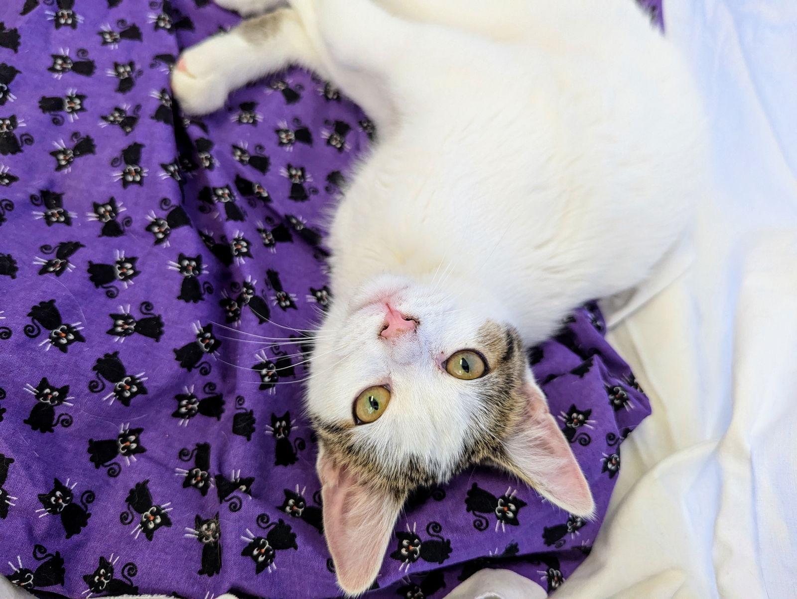 Enlarge Zuri, a Adoptable Domestic Short Hair in Greenfield, IN image 3/3