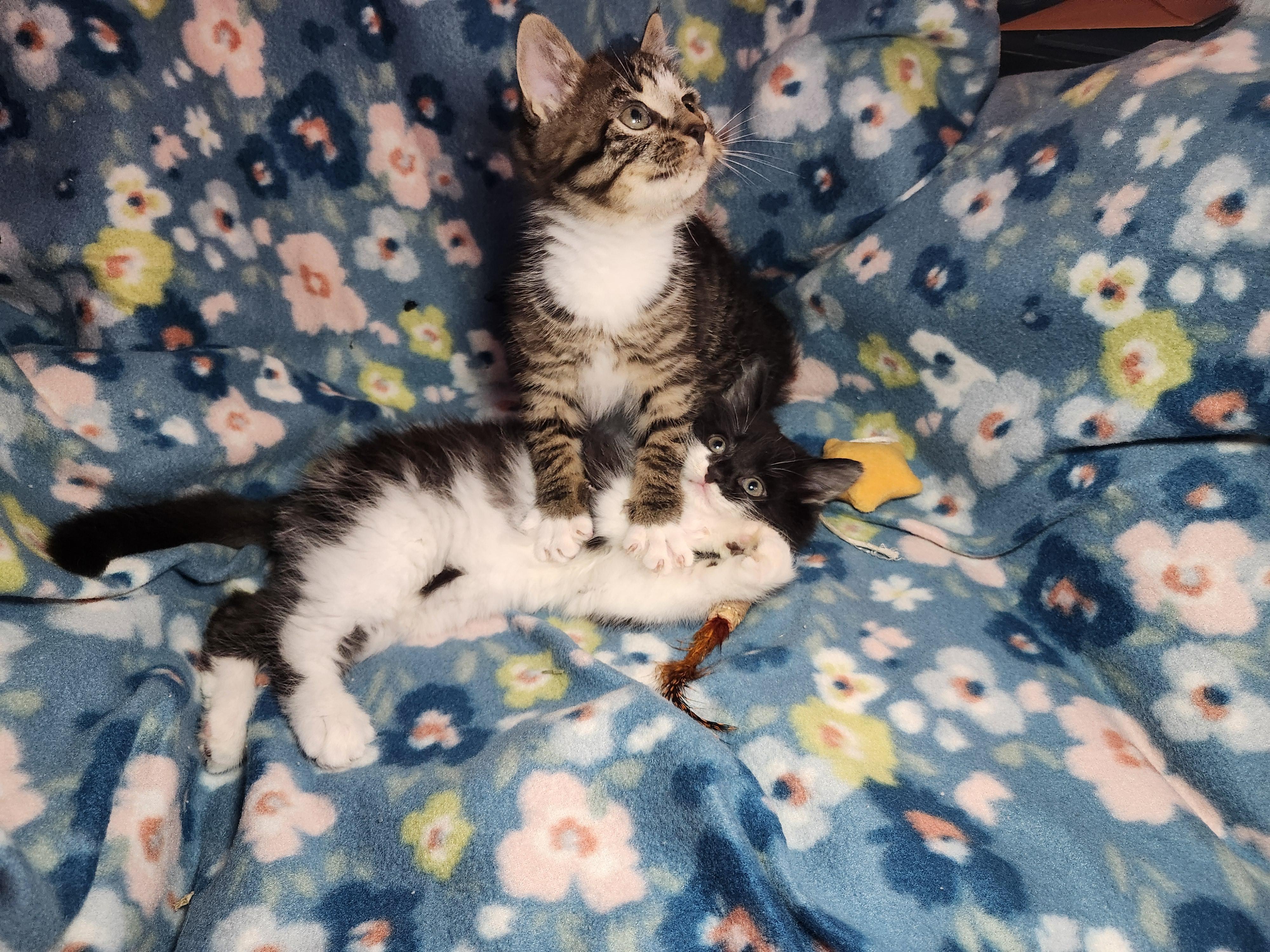 Enlarge Ben, an adopted Domestic Long Hair in West Chester, OH image 2/5