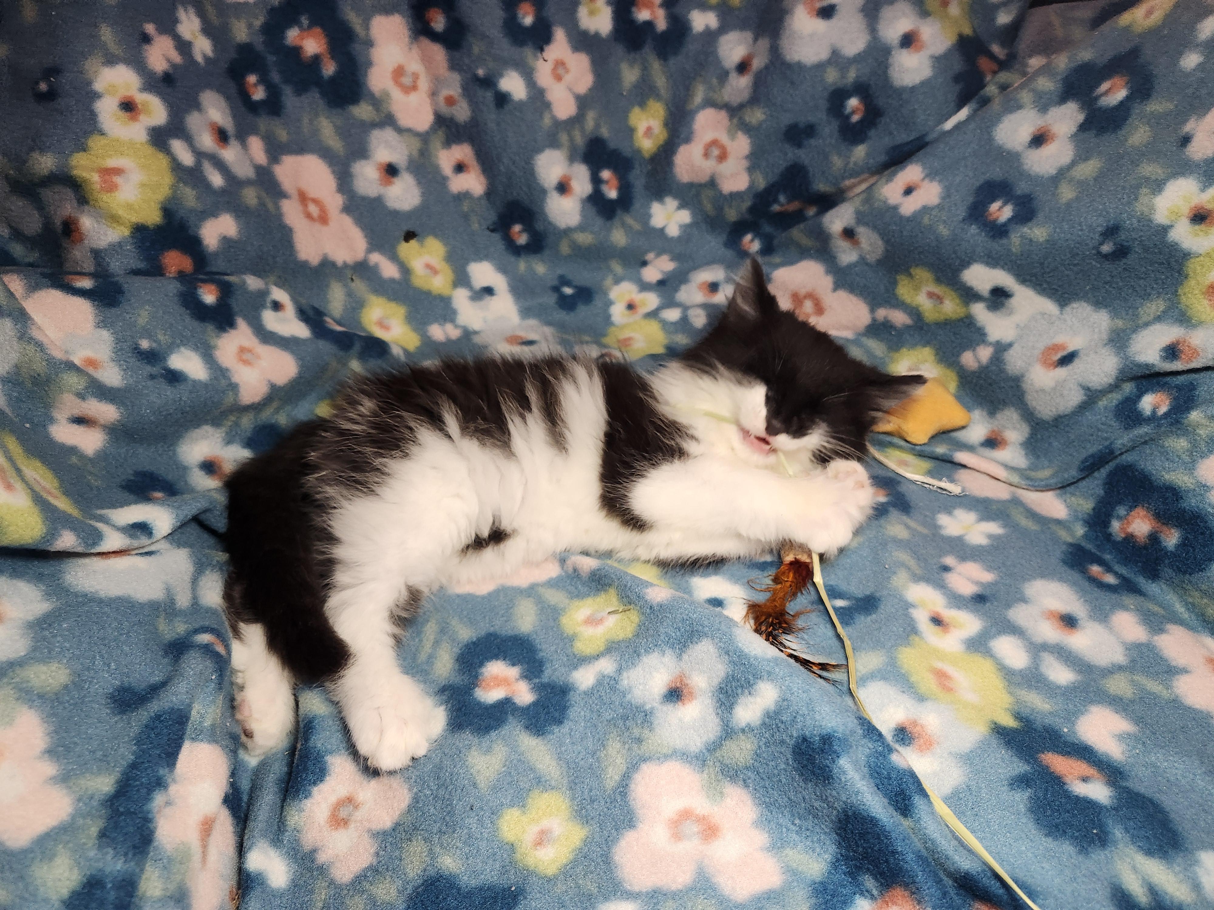 Enlarge Ben, an adopted Domestic Long Hair in West Chester, OH image 4/5