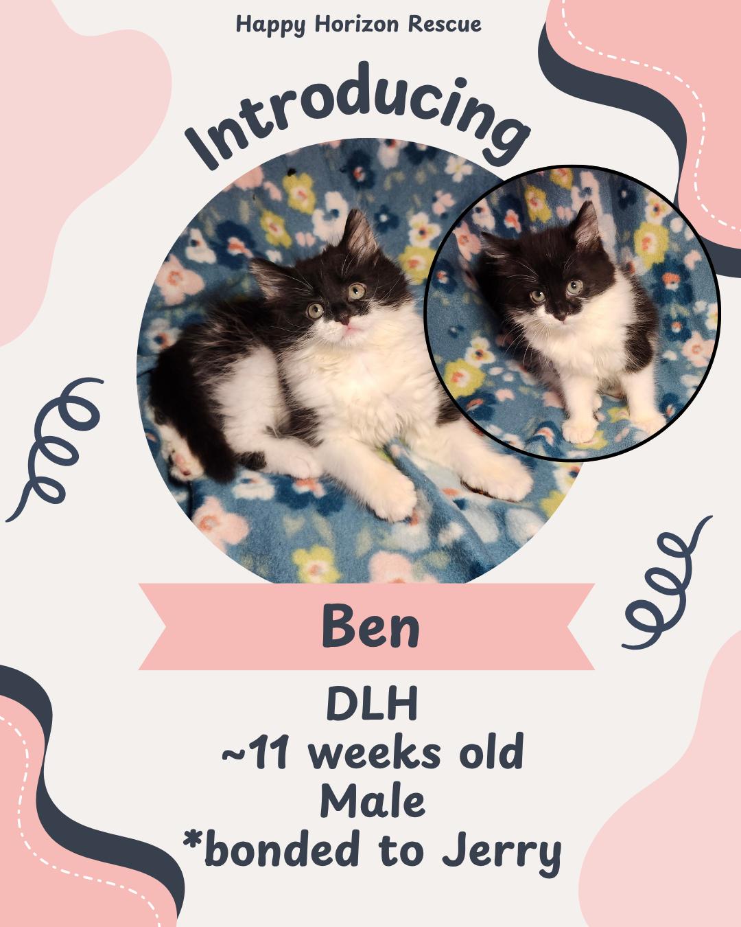 Ben, adopted, Kitten Male Domestic Long Hair.