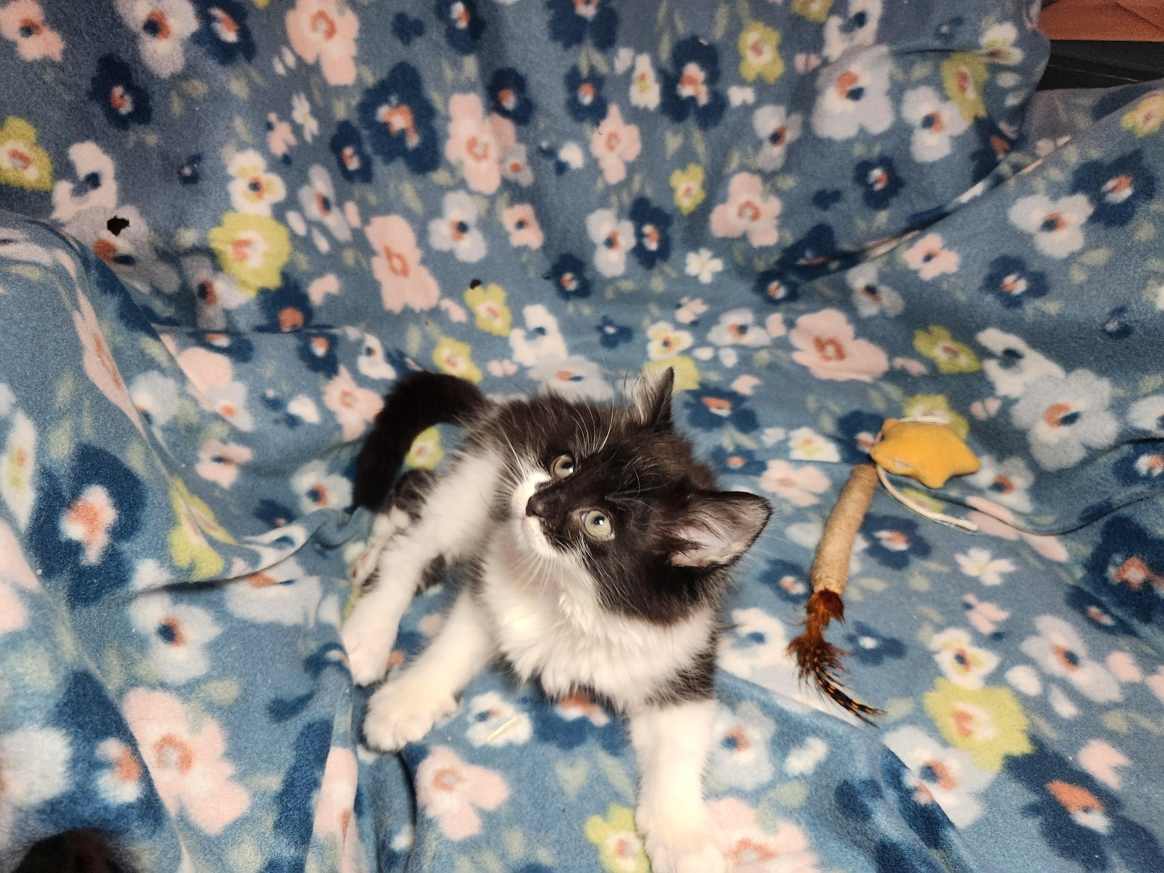 Enlarge Ben, an adopted Domestic Long Hair in West Chester, OH image 5/5