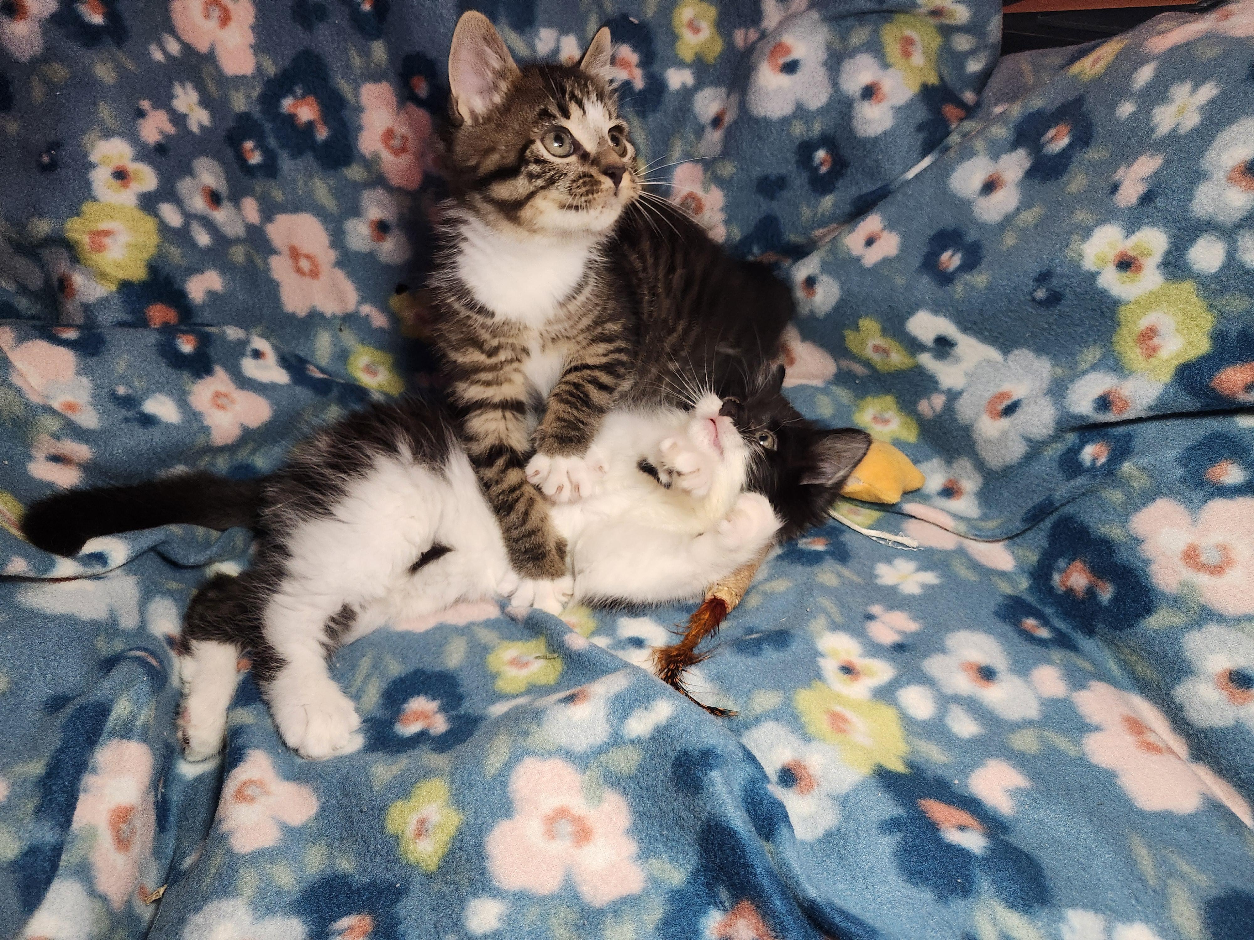 Enlarge Ben, an adopted Domestic Long Hair in West Chester, OH image 3/5