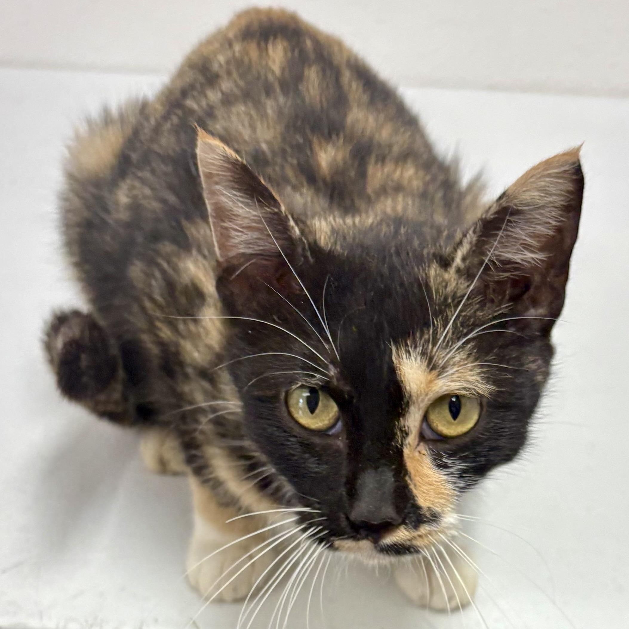 Enlarge Sabrina, a Adoptable mixed breed in Charles City, IA image 4/5