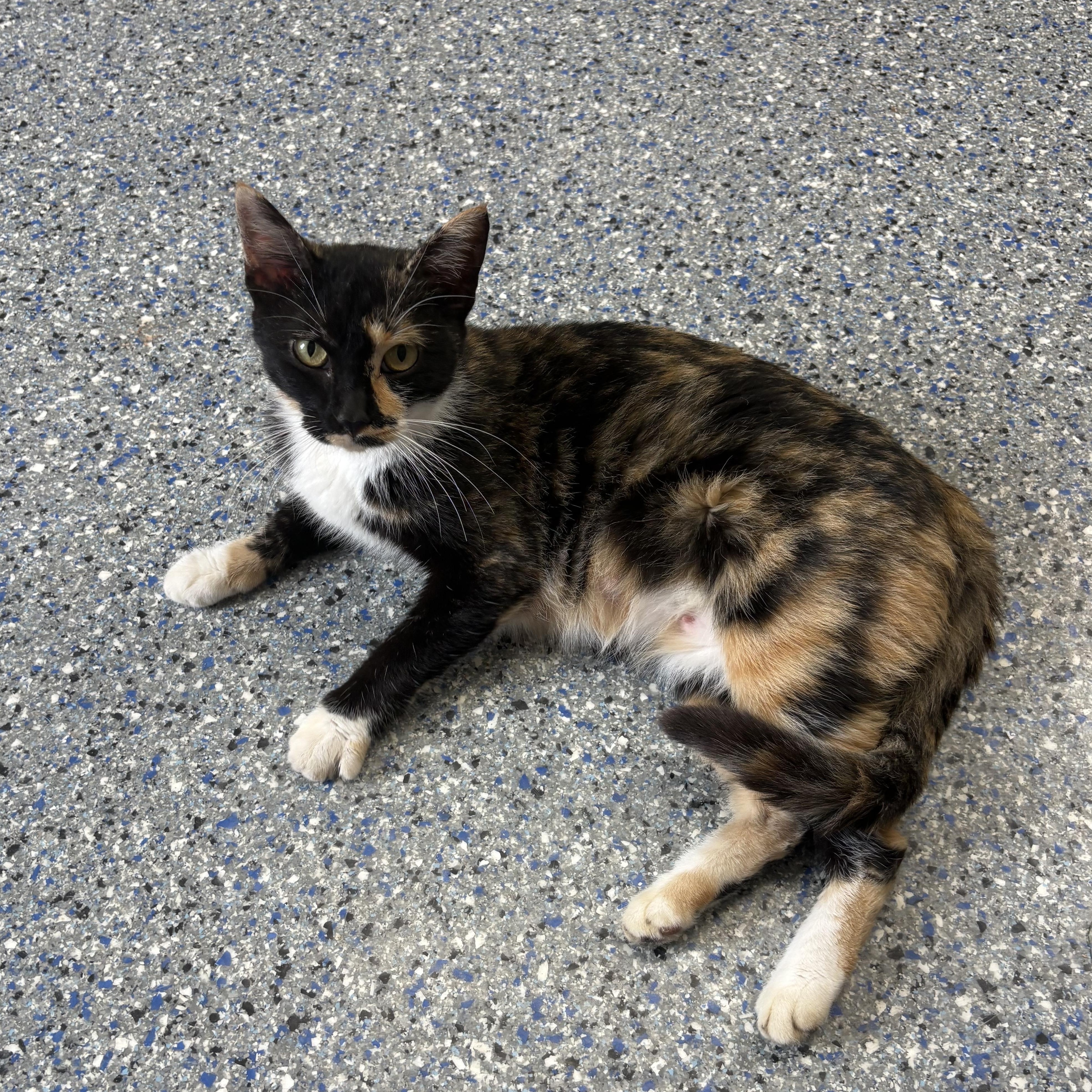 Enlarge Sabrina, a Adoptable mixed breed in Charles City, IA image 5/5