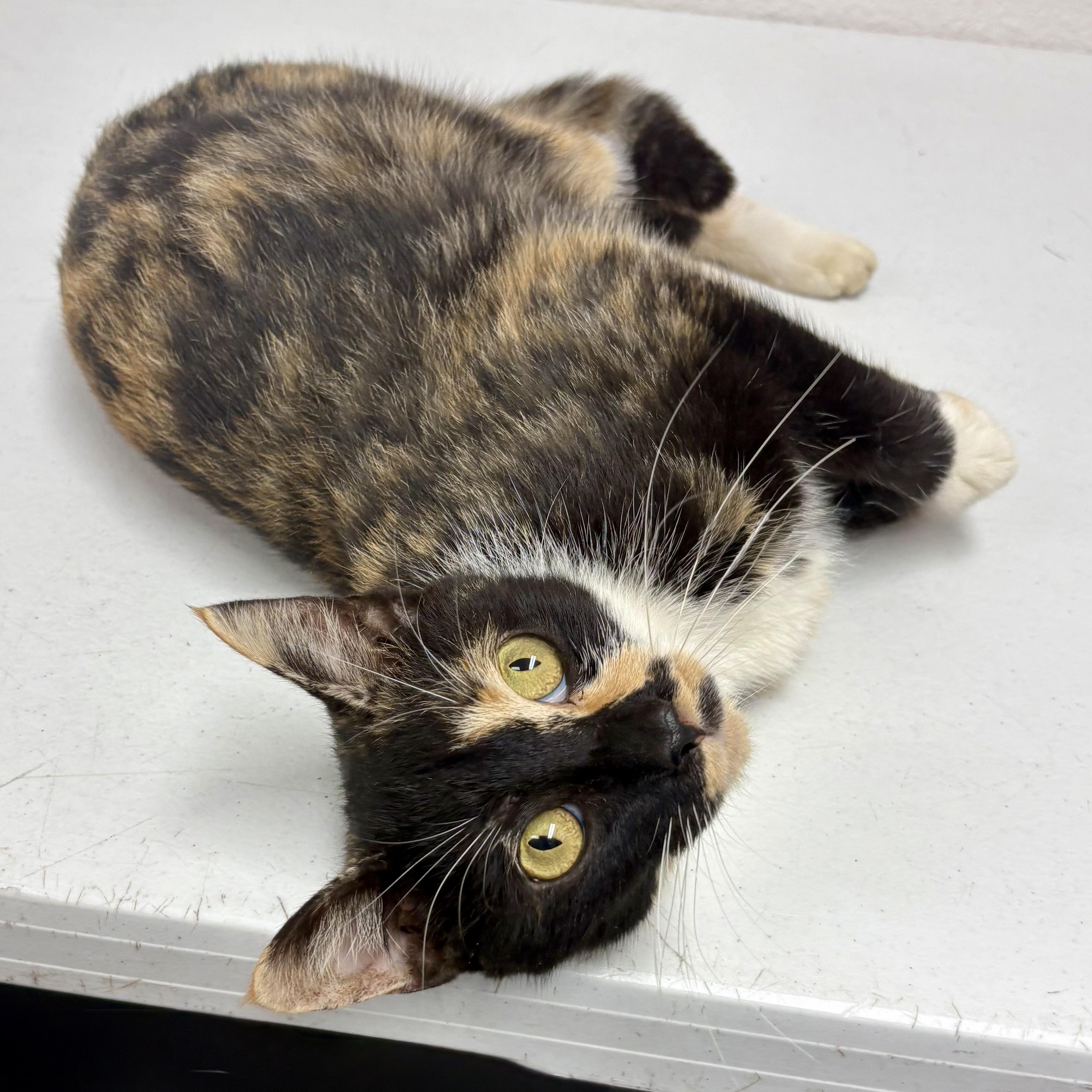 Enlarge Sabrina, a Adoptable mixed breed in Charles City, IA image 2/5