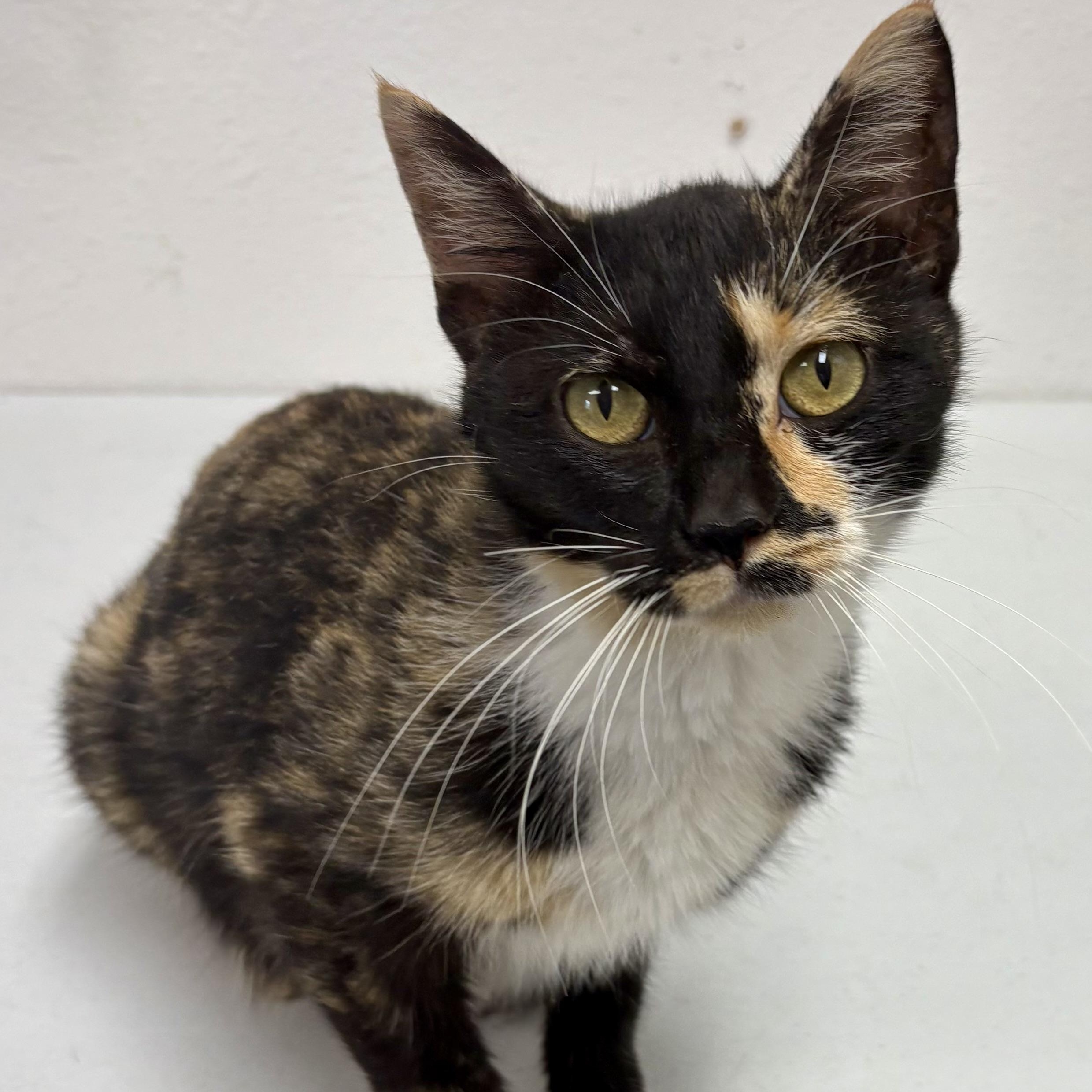 Sabrina, Adoptable, Adult Female Calico & Domestic Short Hair.