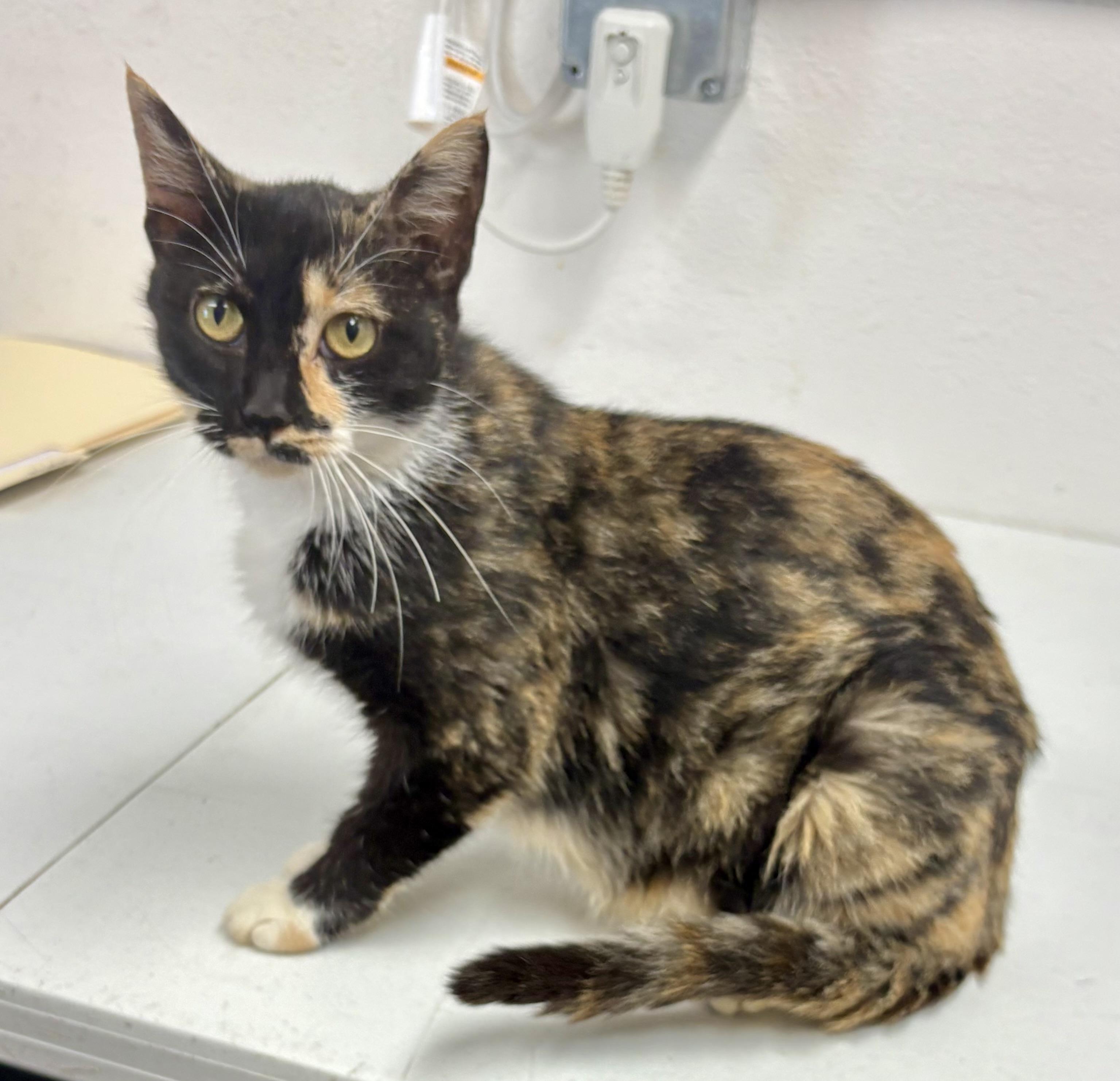 Enlarge Sabrina, a Adoptable mixed breed in Charles City, IA image 3/5