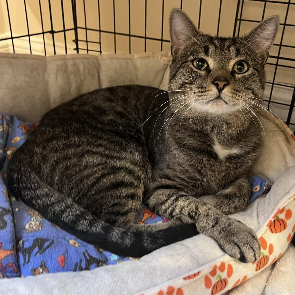 Enlarge Craig, a Adoptable Domestic Short Hair in Ashland, MA image 1/4