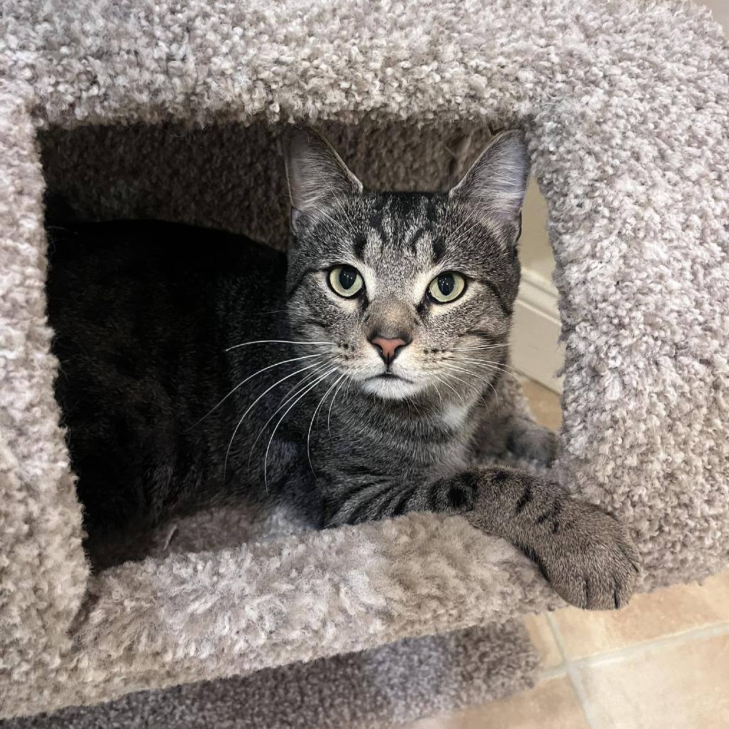 Enlarge Craig, a Adoptable Domestic Short Hair in Ashland, MA image 2/4