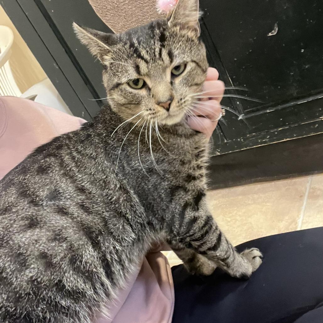 Enlarge Craig, a Adoptable Domestic Short Hair in Ashland, MA image 3/4