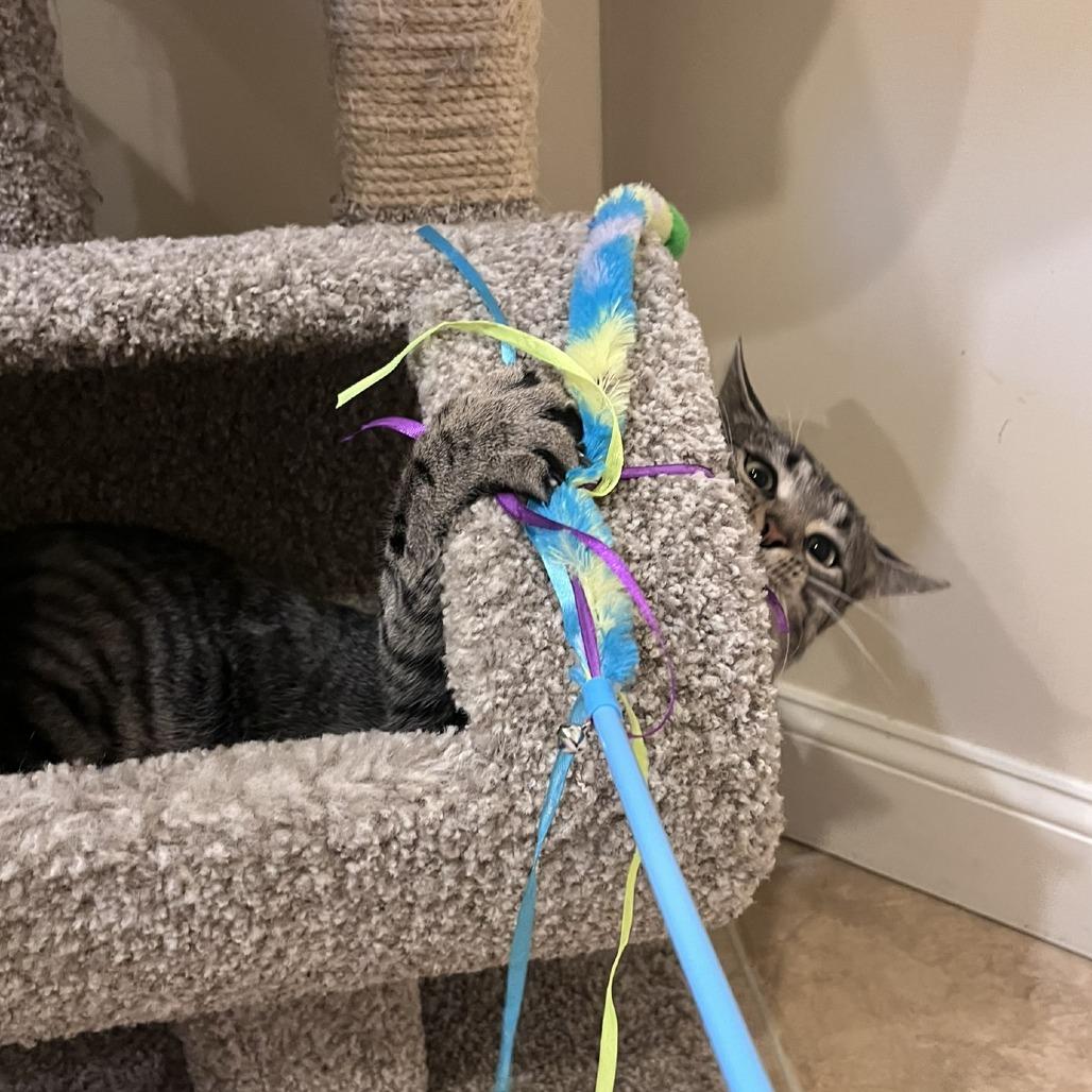 Enlarge Craig, a Adoptable Domestic Short Hair in Ashland, MA image 4/4
