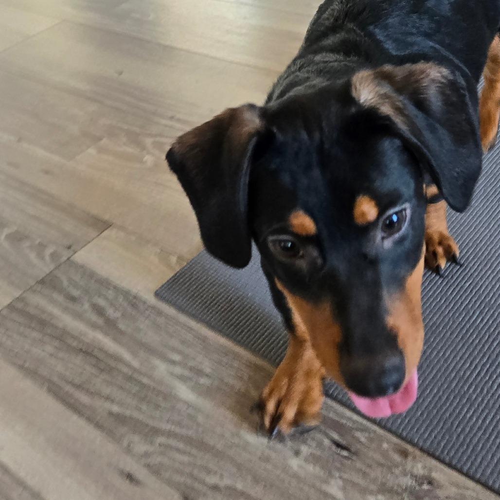 Caliope, Adoptable, Puppy Female Dachshund.