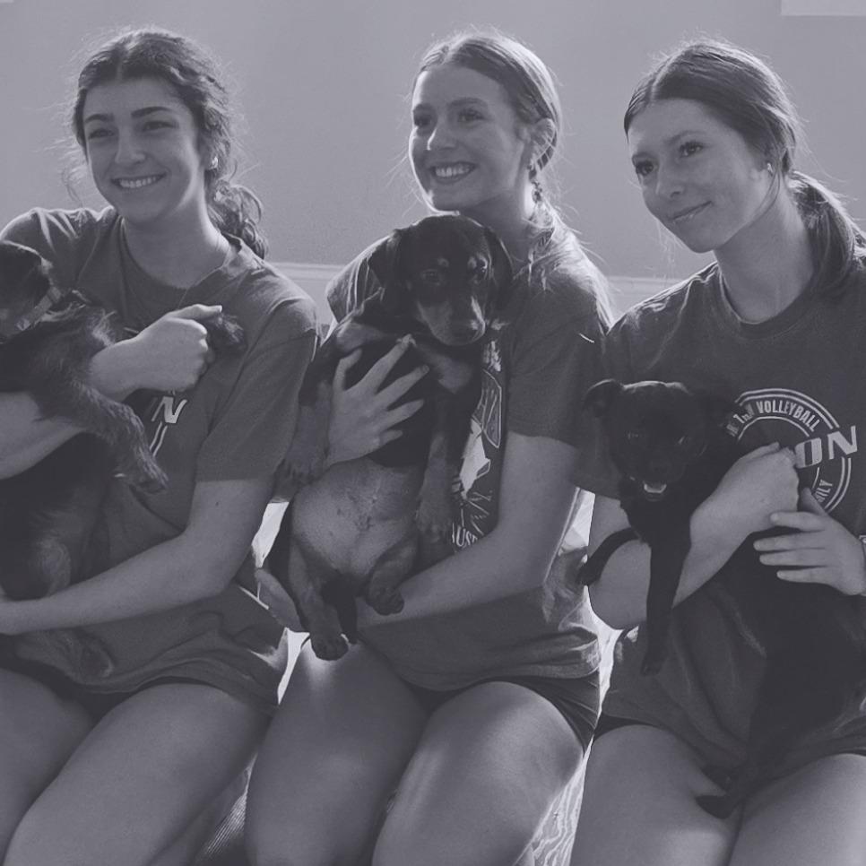 Enlarge Caliope, a Adoptable Dachshund in Loves Park, IL image 2/6