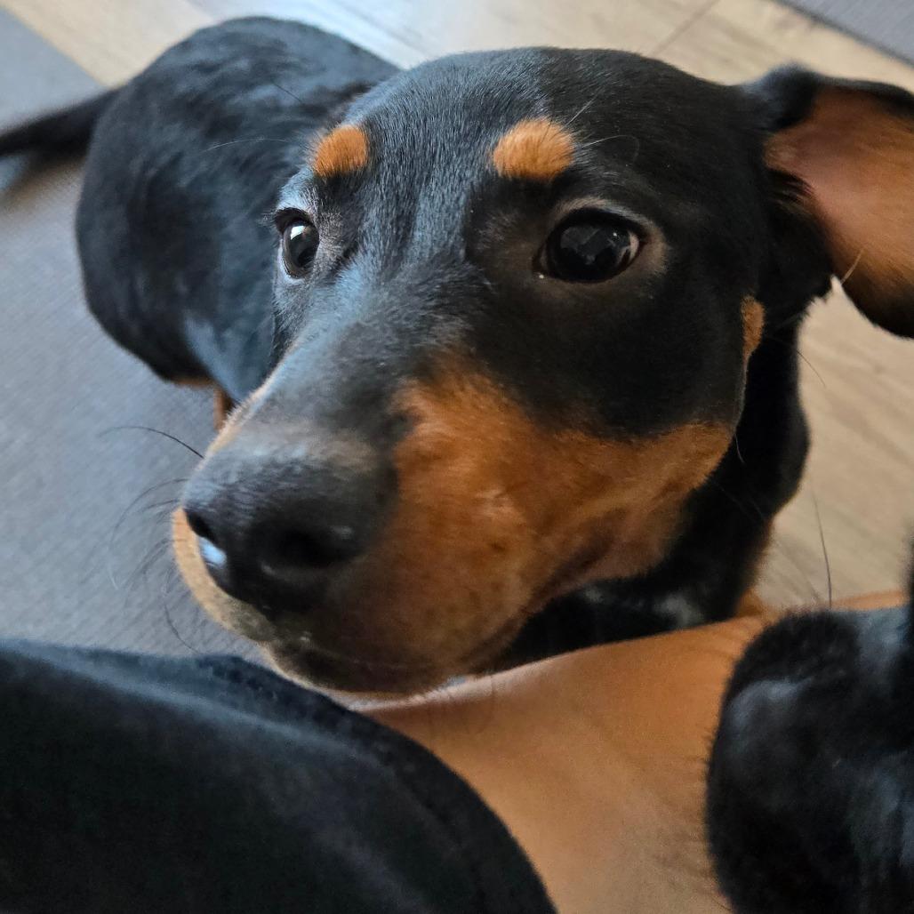Enlarge Caliope, a Adoptable Dachshund in Loves Park, IL image 3/6