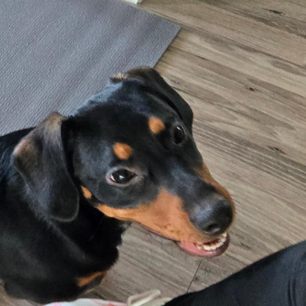 Enlarge Caliope, a Adoptable Dachshund in Loves Park, IL image 4/6