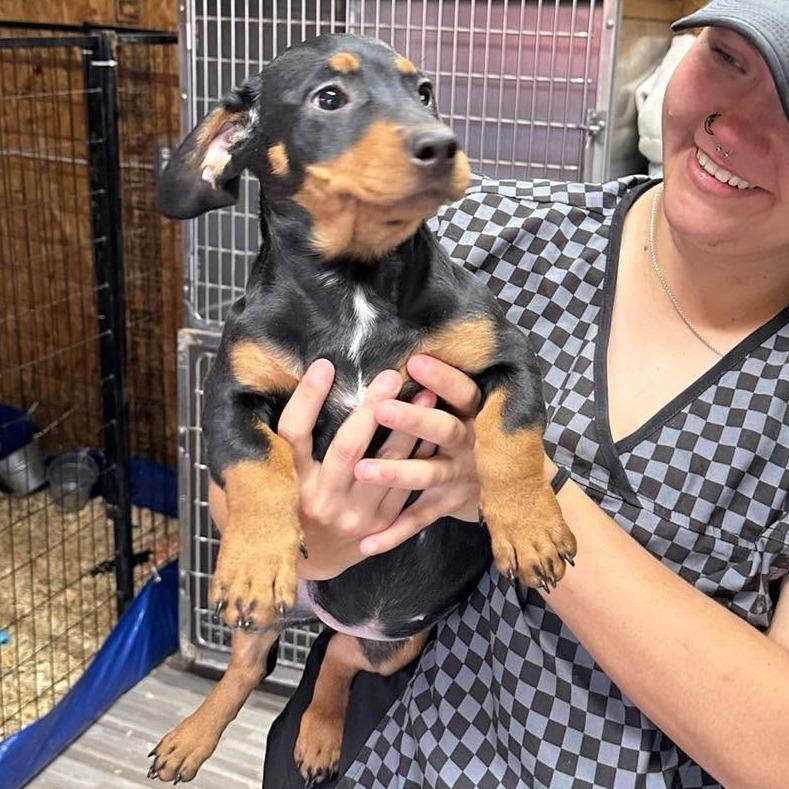 Enlarge Caliope, a Adoptable Dachshund in Loves Park, IL image 5/6
