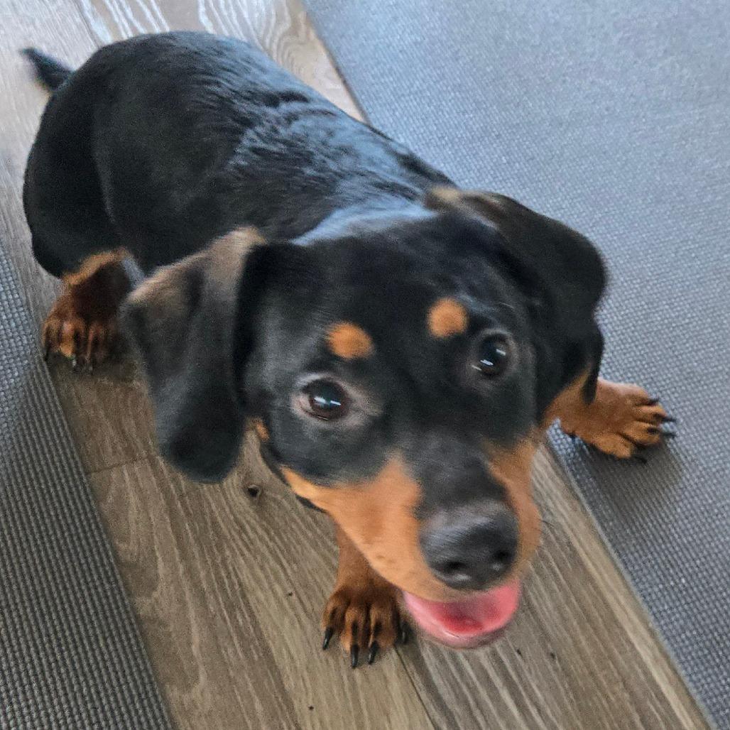 Enlarge Caliope, a Adoptable Dachshund in Loves Park, IL image 6/6