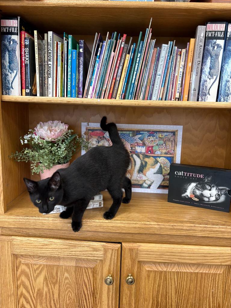 Ava, Adoptable, Kitten Female Domestic Short Hair.