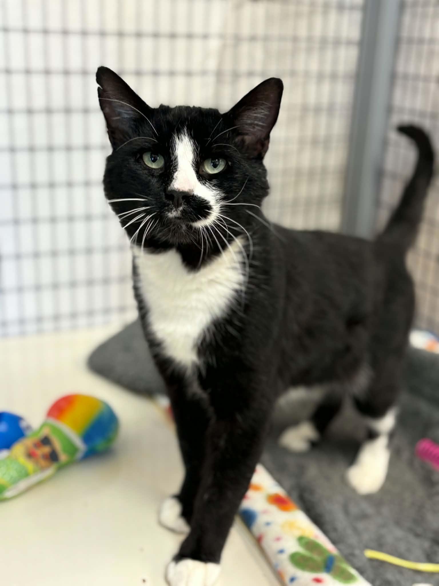 Avery, Adoptable, Adult Male Domestic Short Hair.