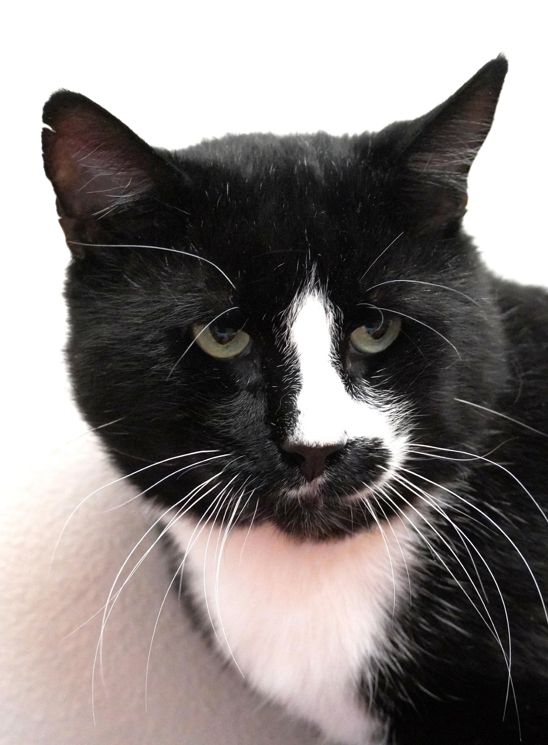 Avery - Adoptable Pet | Petfinder