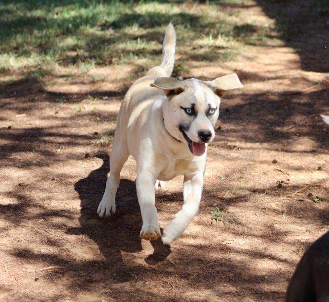 Husqvarna, an adopted Mixed Breed in Lenoir, NC_image-1