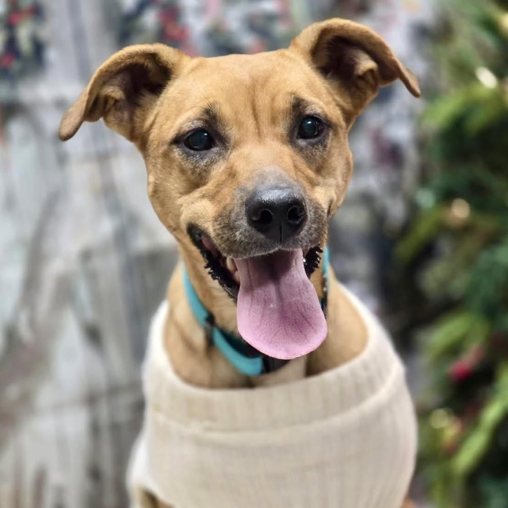 Belle, adopted, Young Female Australian Cattle Dog / Blue Heeler.