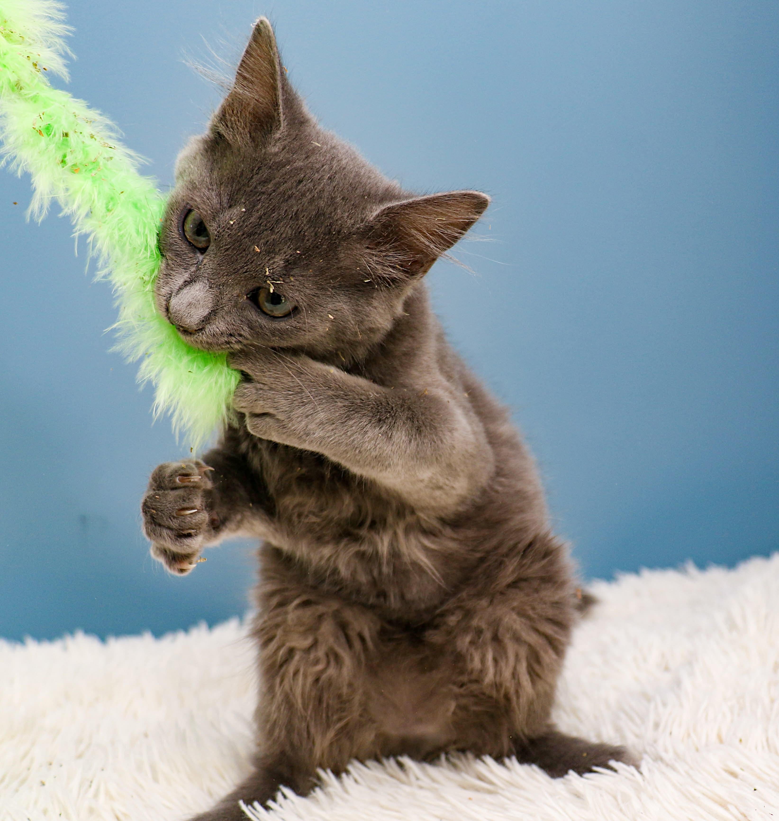 Enlarge Car litter - Ford, a ADOPTABLE Domestic Short Hair in Charlotte, NC image 2/4