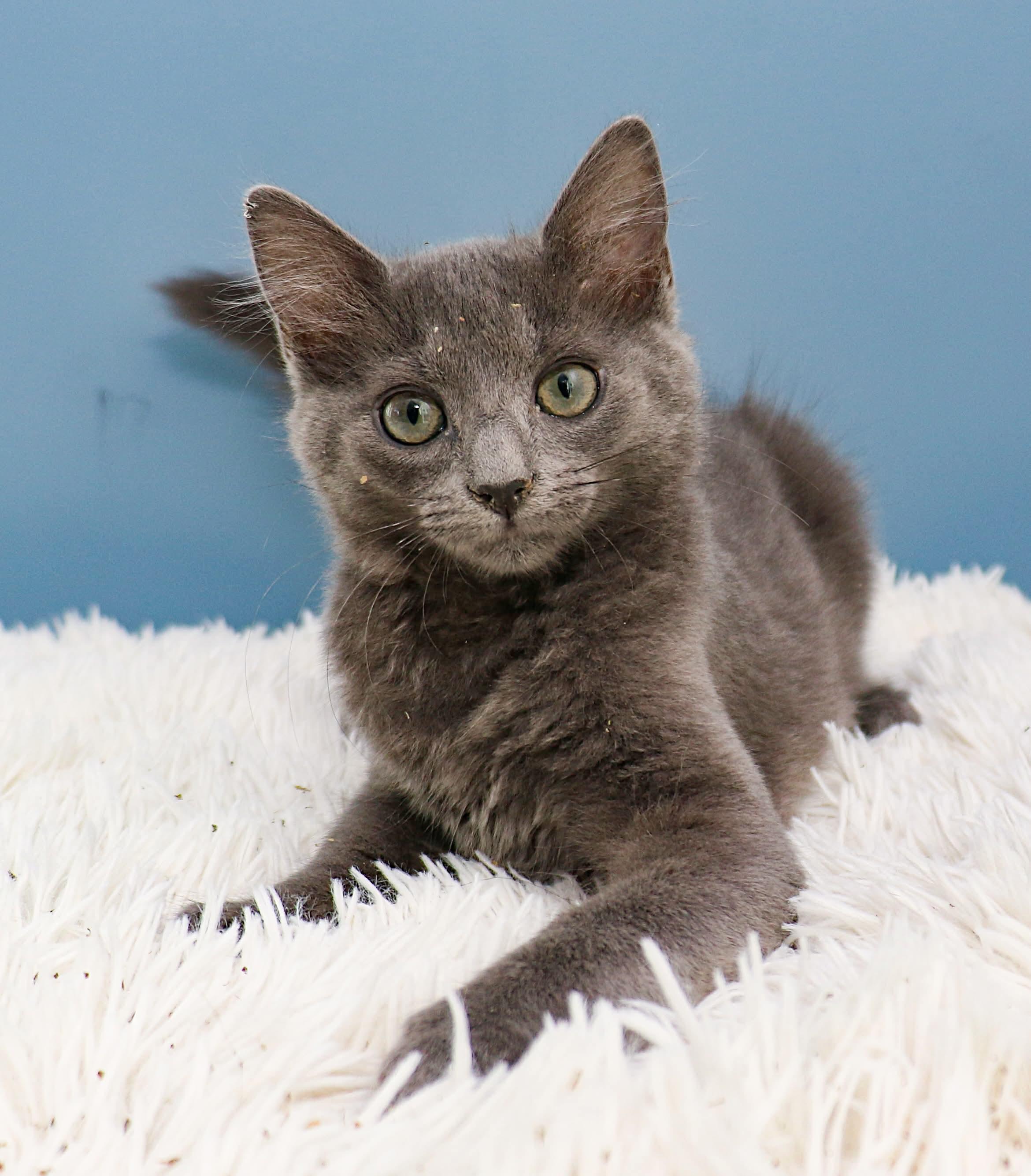Enlarge Car litter - Ford, a ADOPTABLE Domestic Short Hair in Charlotte, NC image 3/4