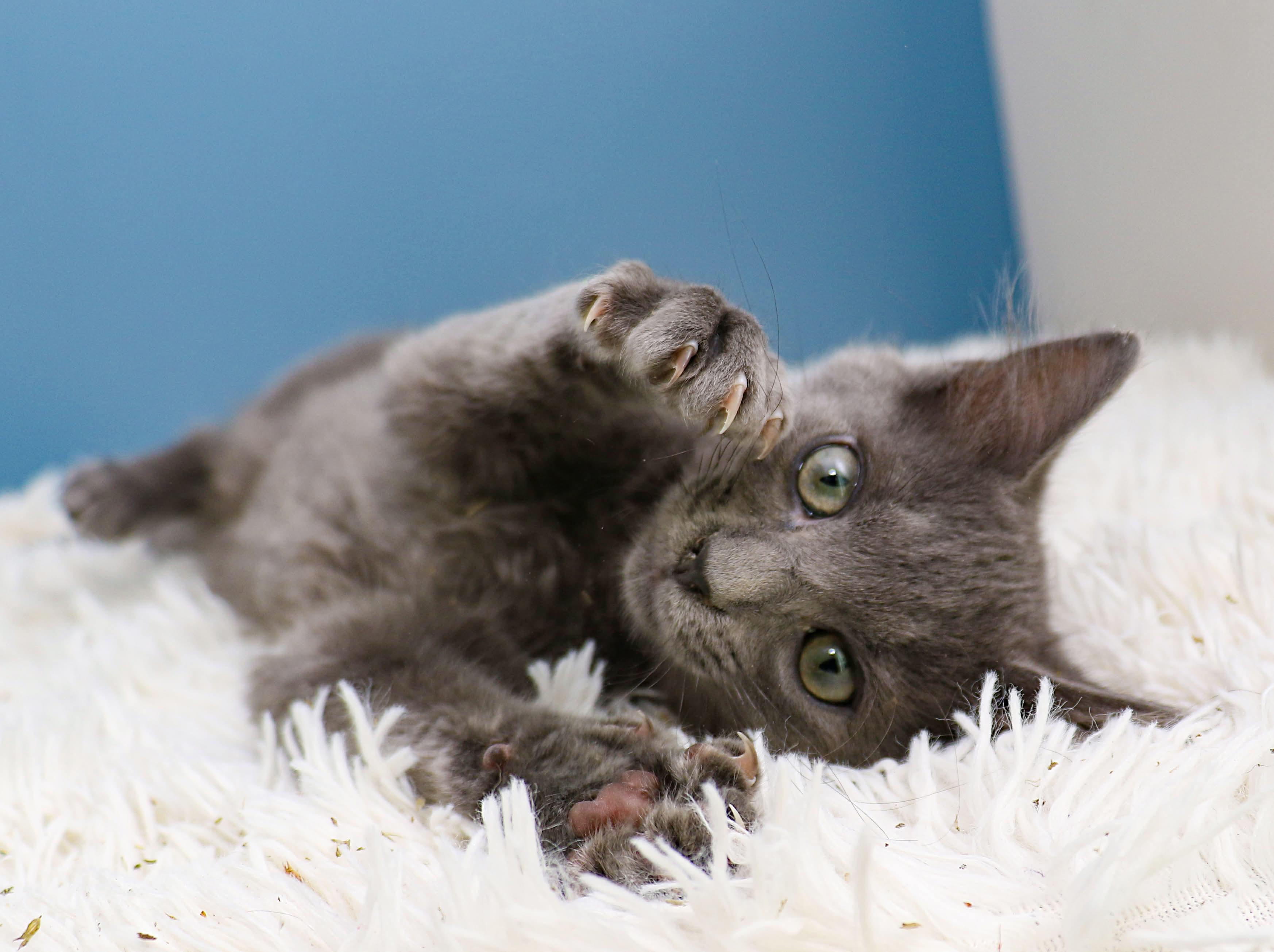 Enlarge Car litter - Ford, a ADOPTABLE Domestic Short Hair in Charlotte, NC image 4/4